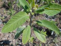 Sauge à feuilles de lavande