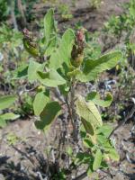 Sauge à feuilles de lavande