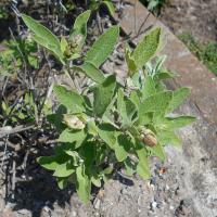 Sauge à feuilles de lavande