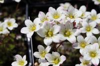 Saxifrage d'Arends
