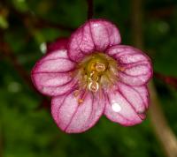 Saxifrage d'Arends