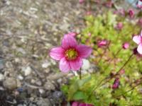 Saxifrage d'Arends