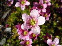Saxifrage d'Arends