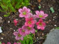 Saxifrage d'Arends