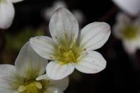 Saxifrage d'Arends