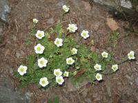 Saxifrage d'Arends