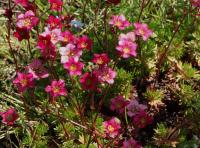 Saxifrage d'Arends