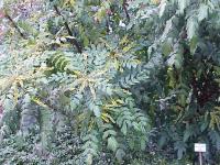 Mahonia de Beale