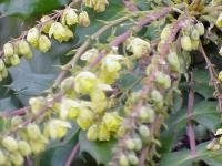 Mahonia de Beale