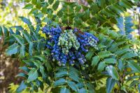 Mahonia de Beale