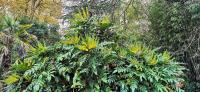 Mahonia de Beale