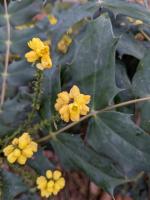 Mahonia de Beale