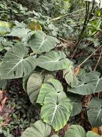 Philodendron gloriosum