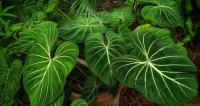Philodendron gloriosum