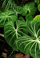 Philodendron gloriosum