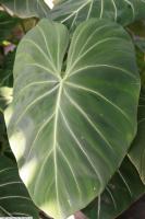Philodendron gloriosum