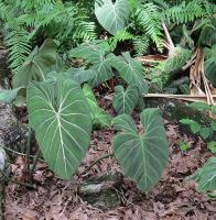 Philodendron gloriosum