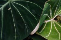 Philodendron gloriosum