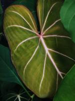 Philodendron gloriosum