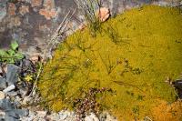 Scléranthe à une fleur