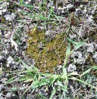 Scléranthe à une fleur