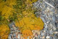 Scléranthe à une fleur