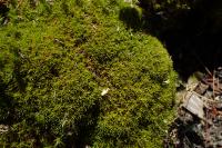 Scléranthe à une fleur