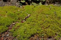 Scléranthe à une fleur