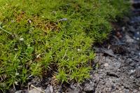 Scléranthe à une fleur