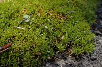 Scléranthe à une fleur