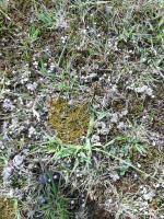 Scléranthe à une fleur