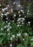 Saxifrage granulée