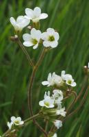 Saxifrage granulée