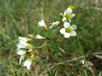 Saxifrage granulée