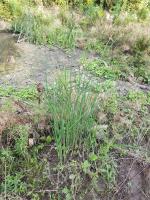 Jonc des chaisiers glauque