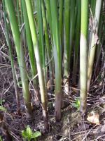 Jonc des chaisiers glauque