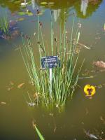 Jonc des chaisiers glauque