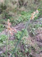 Jonc des chaisiers glauque