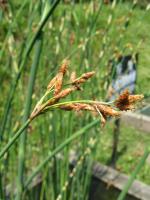 Jonc des chaisiers glauque