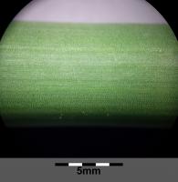 Jonc des chaisiers glauque