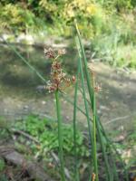 Jonc des chaisiers glauque