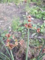 Jonc des chaisiers glauque