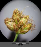 Jonc des chaisiers glauque