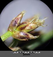 Jonc des chaisiers glauque