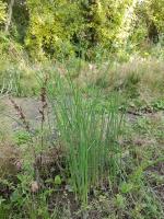 Jonc des chaisiers glauque