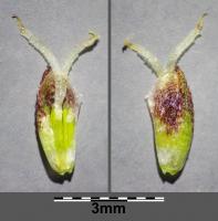 Jonc des chaisiers glauque