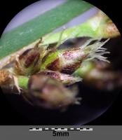 Jonc des chaisiers glauque