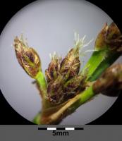 Jonc des chaisiers glauque