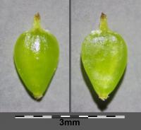 Jonc des chaisiers glauque