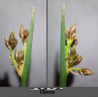 Jonc des chaisiers glauque